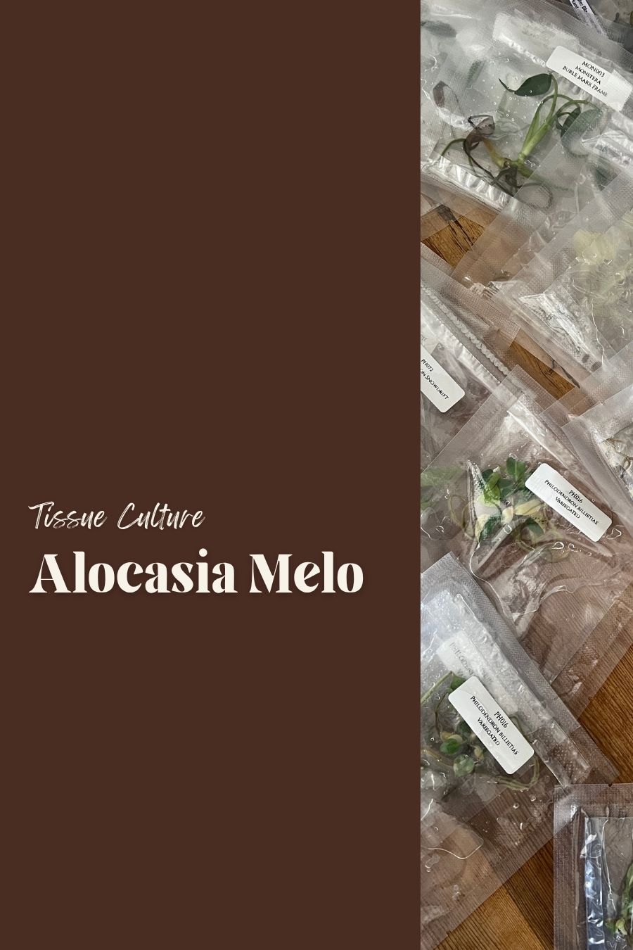 Alocasia Melo