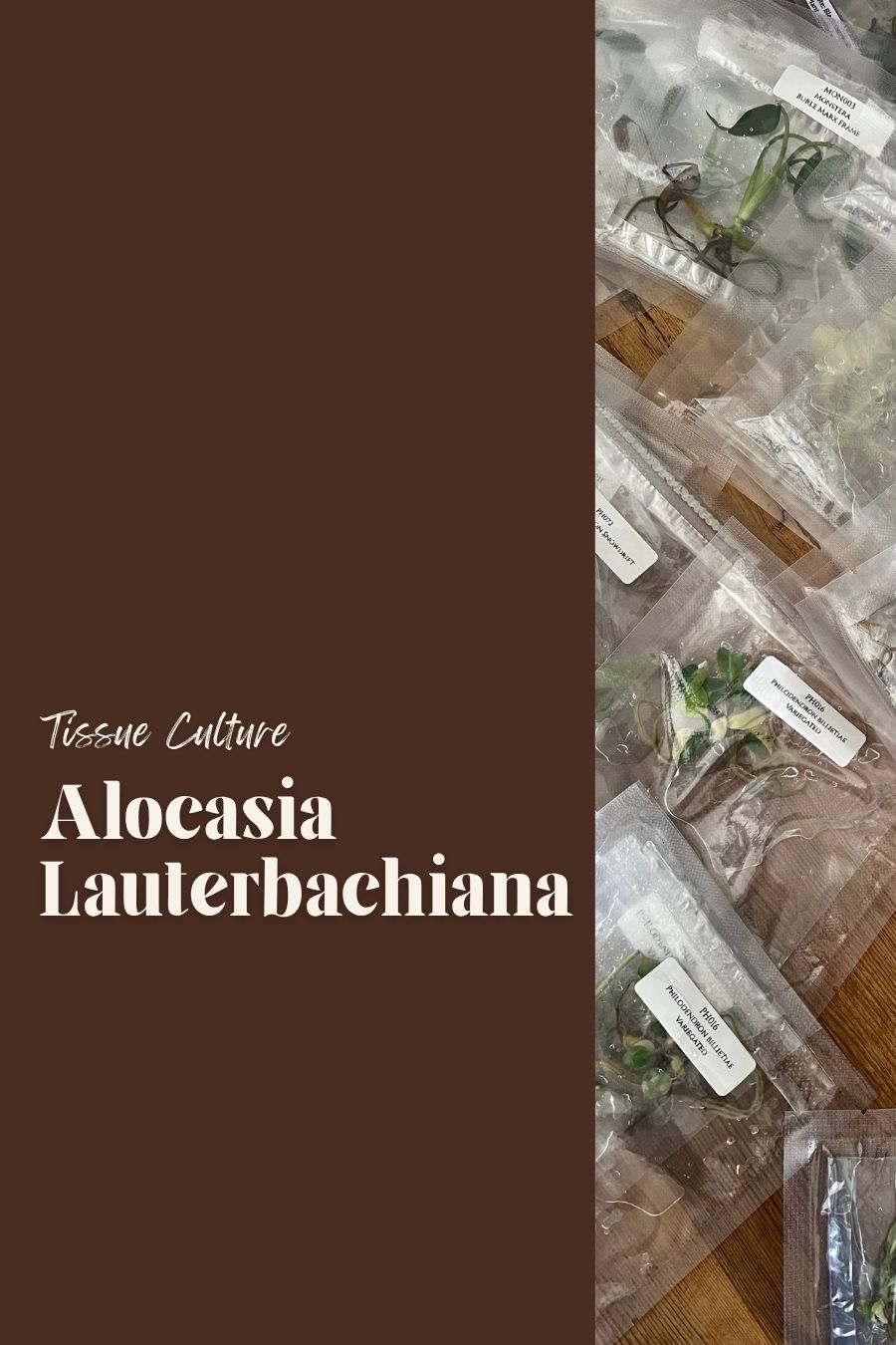 Alocasia Lauterbachiana