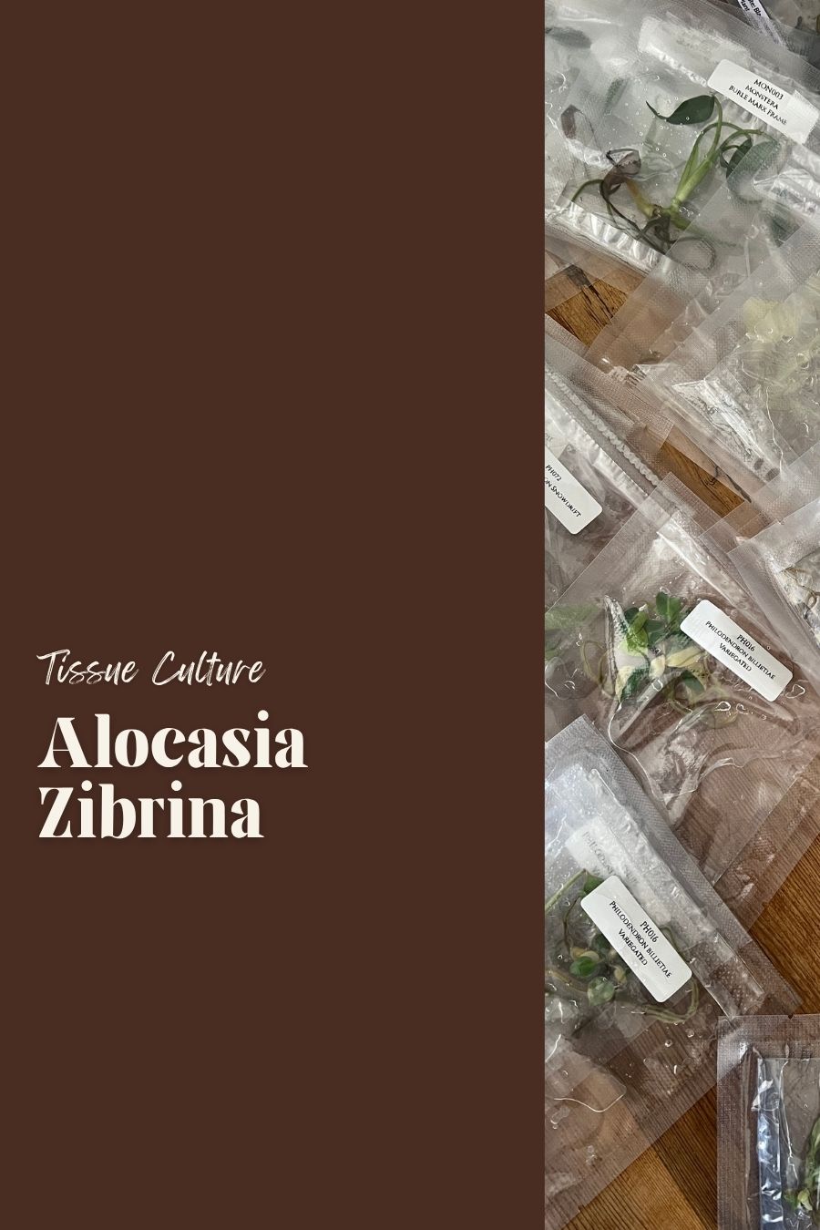Alocasia Zibrina