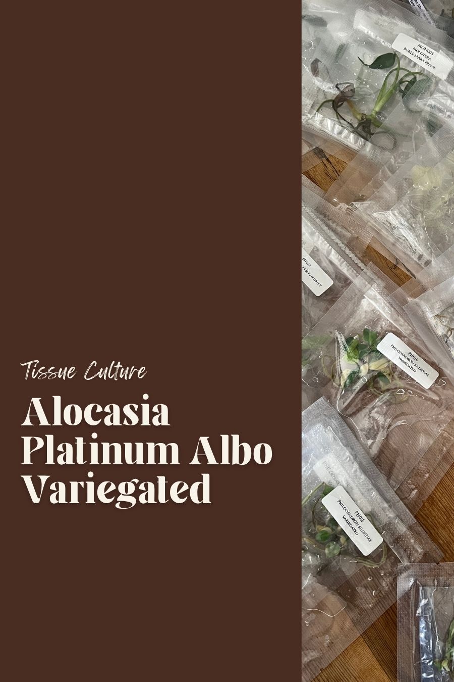 Alocasia Platinum Albo Variegated