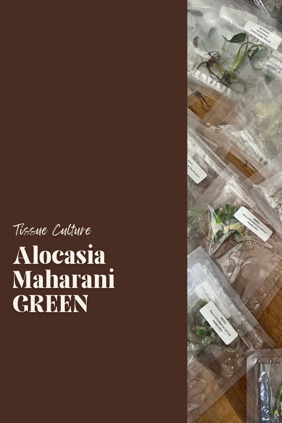 Alocasia Maharani GREEN