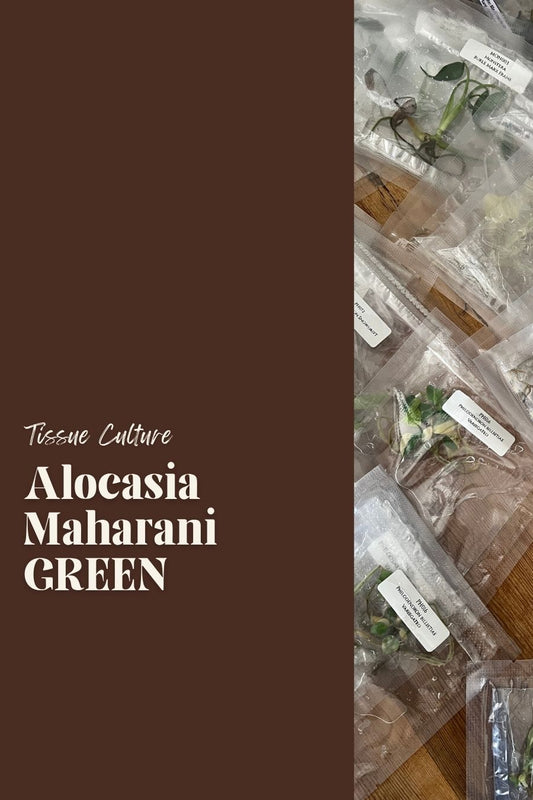 Alocasia Maharani GREEN