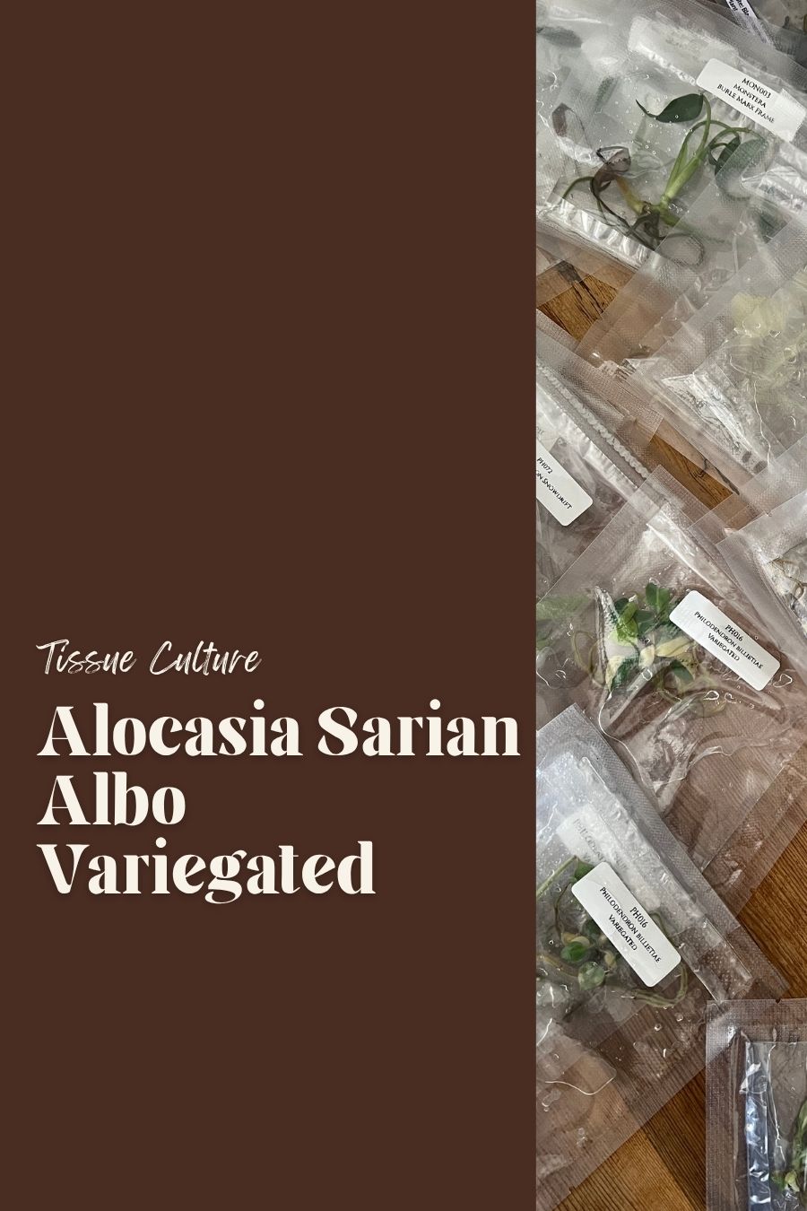 Alocasia Sarian Albo Variegated