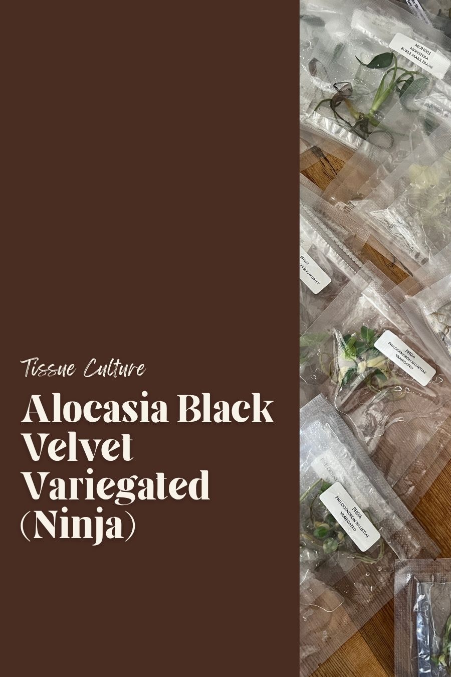 Alocasia Black Velvet Variegated (Ninja)