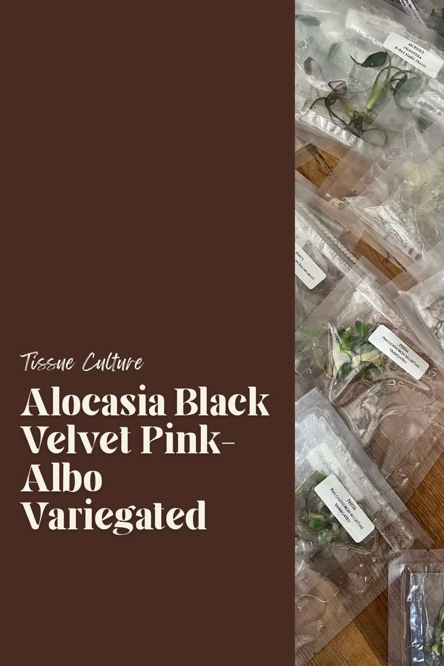 Alocasia Black Velvet Pink-Albo Variegated