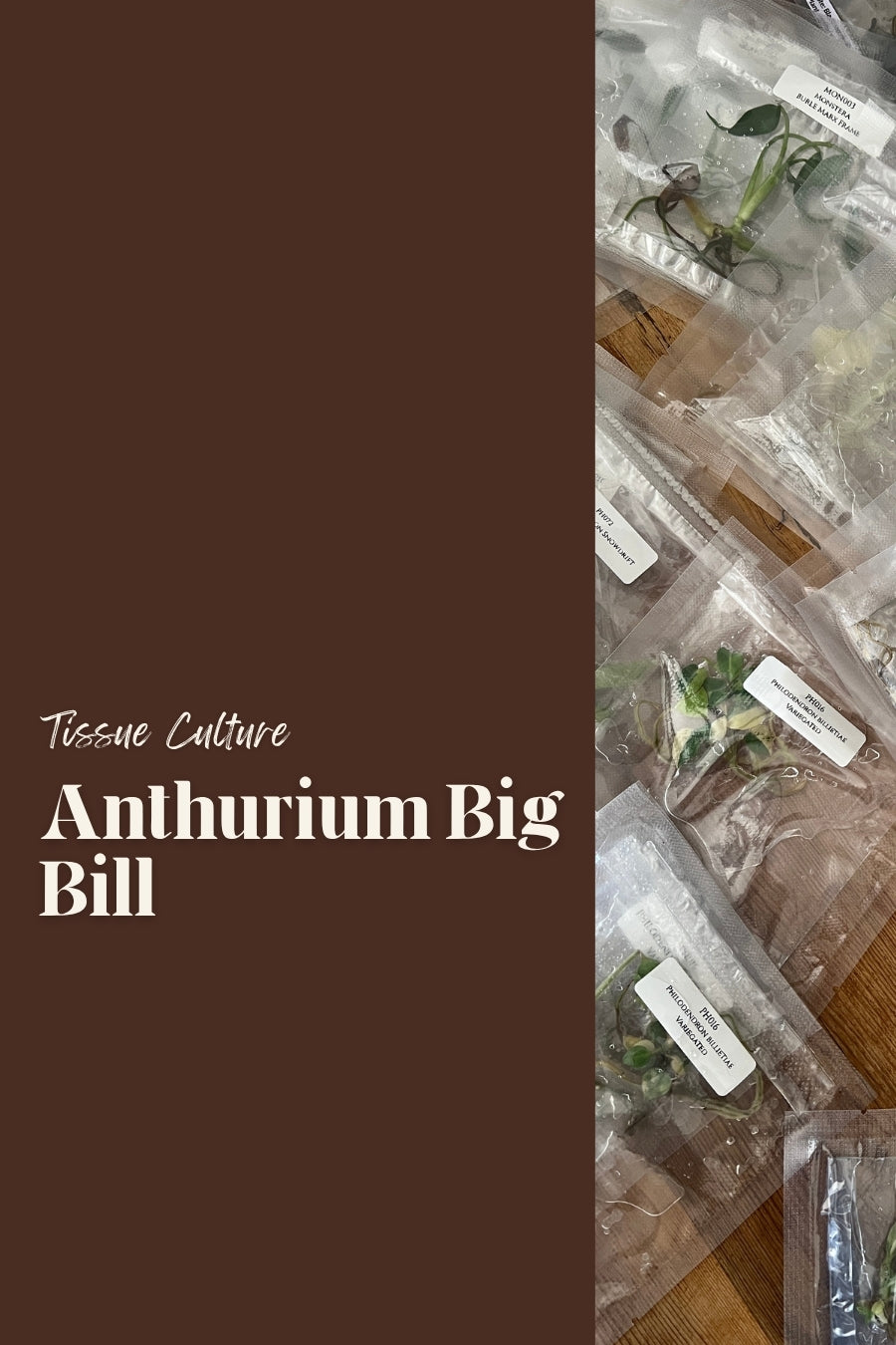 Anthurium Big Bill