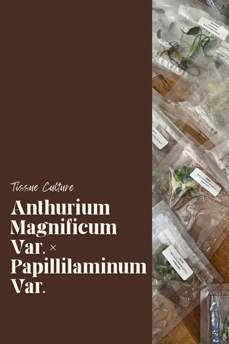 Anthurium Magnificum Var. × Papillilaminum Var.