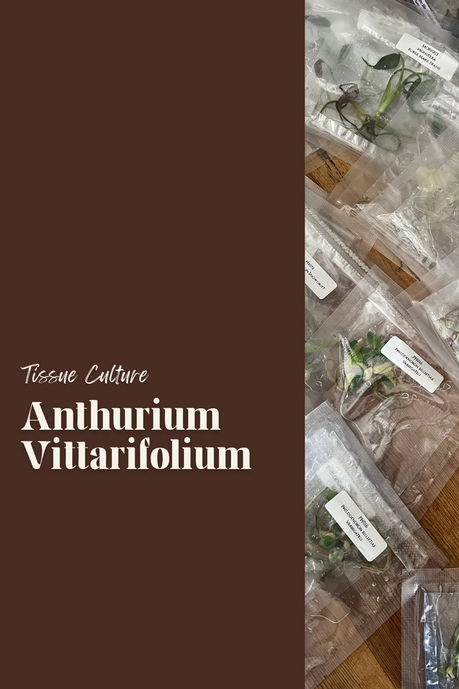 Anthurium Vittarifolium