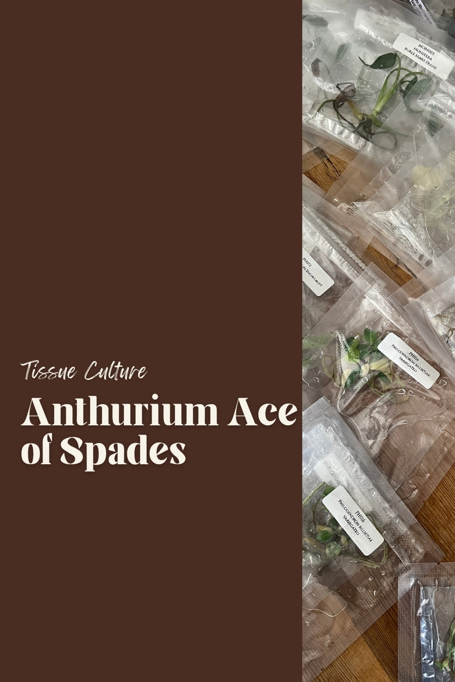 Anthurium Ace of Spades