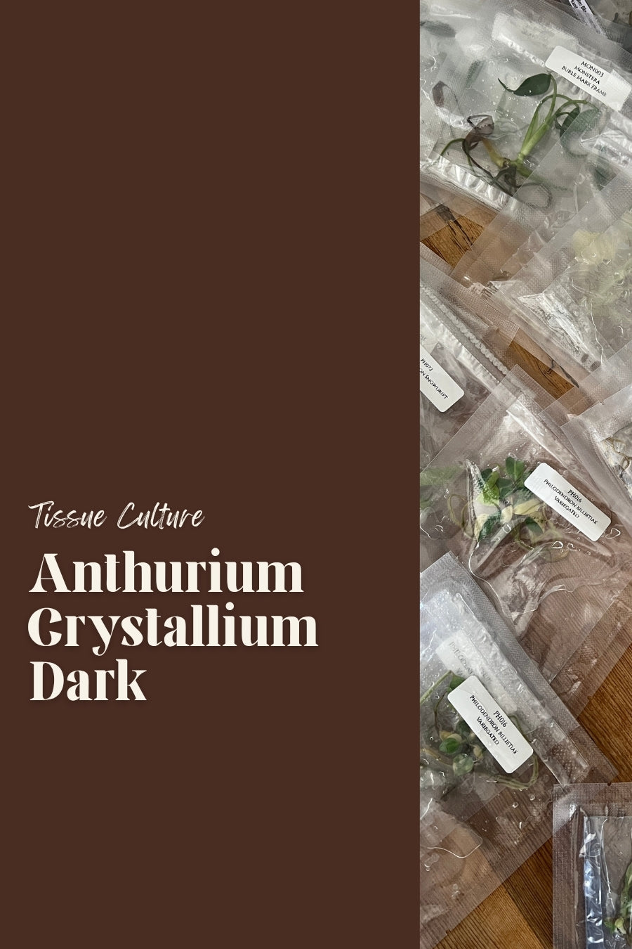 Anthurium Crystallium Dark