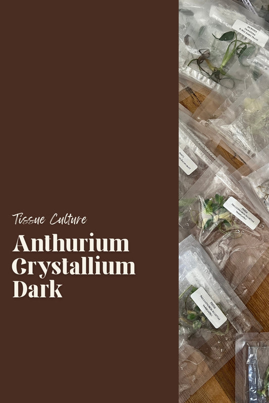 Anthurium Crystallium Dark