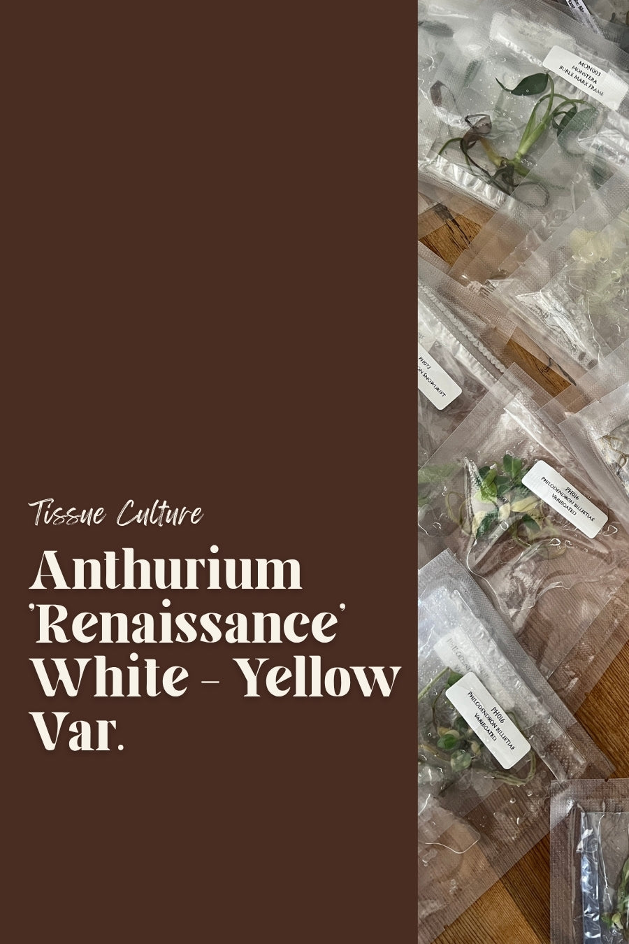 Anthurium 'Renaissance' White - Yellow Var.
