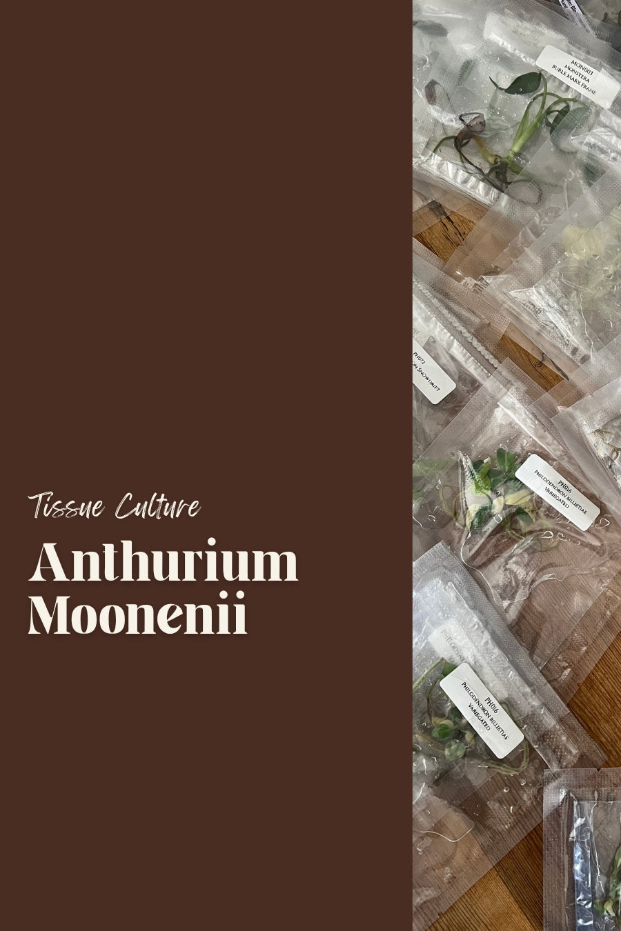 Anthurium Moonenii
