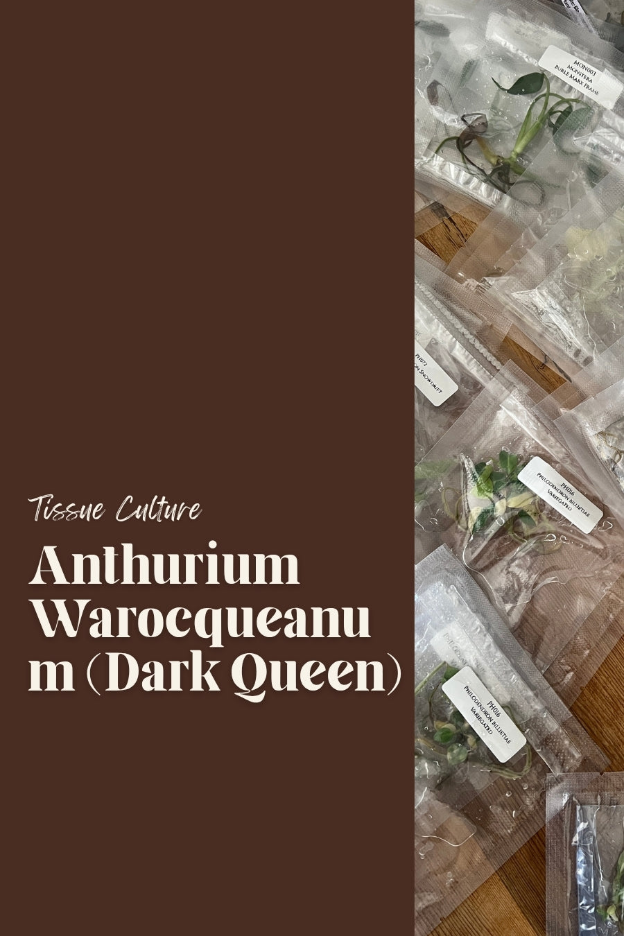 Anthurium Warocqueanum (Dark Queen)