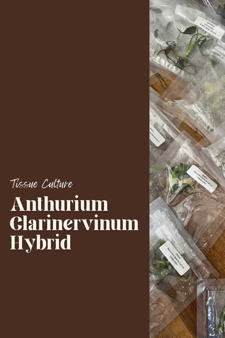Anthurium Clarinervinum Hybrid
