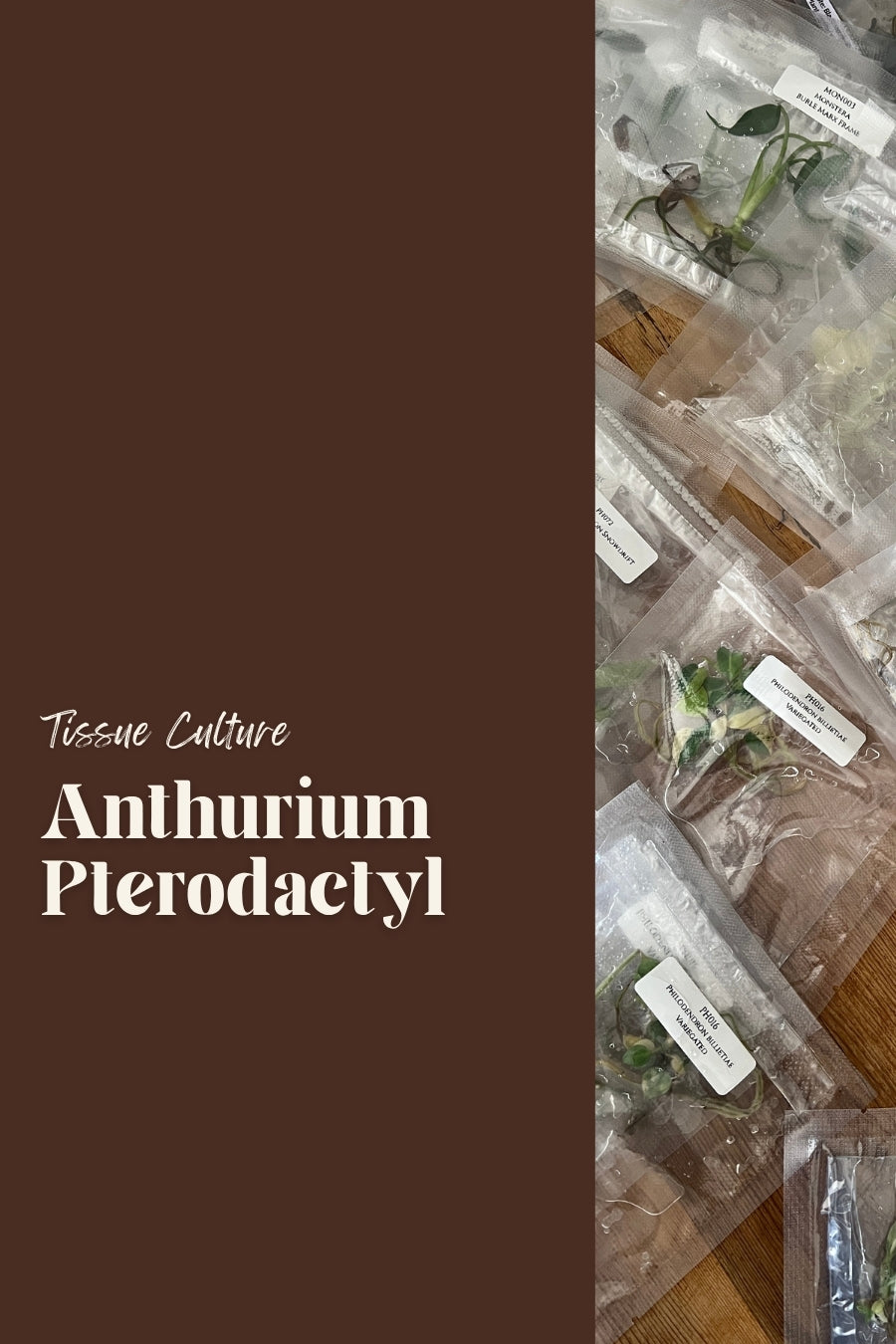 Anthurium Pterodactyl