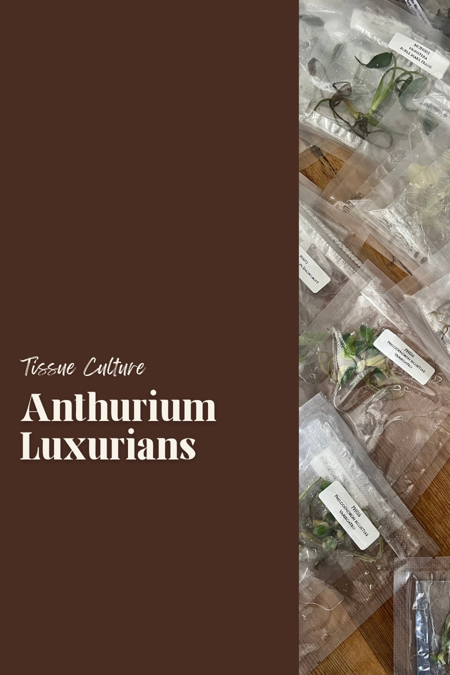 Anthurium Luxurians