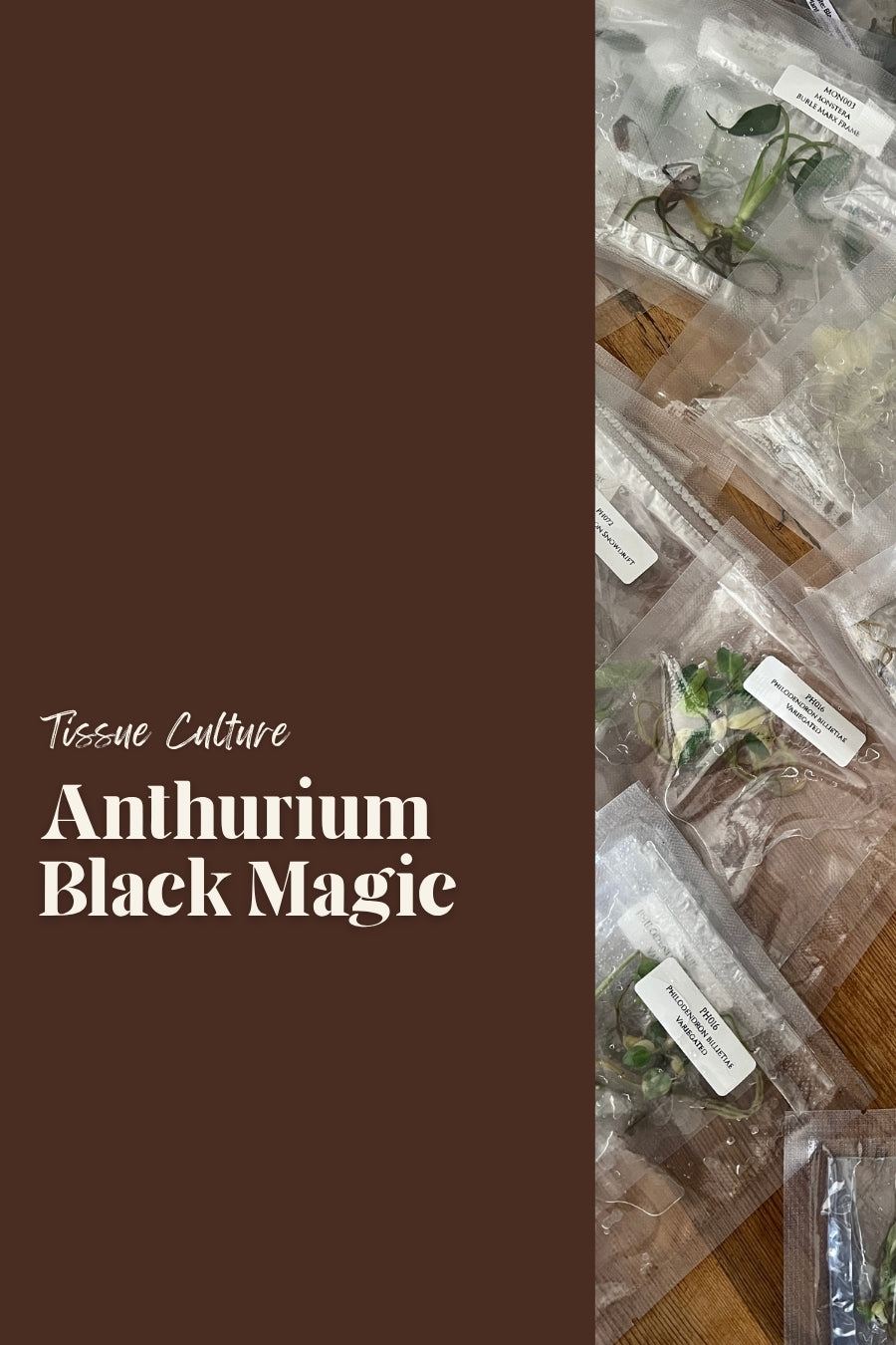 Anthurium Black Magic