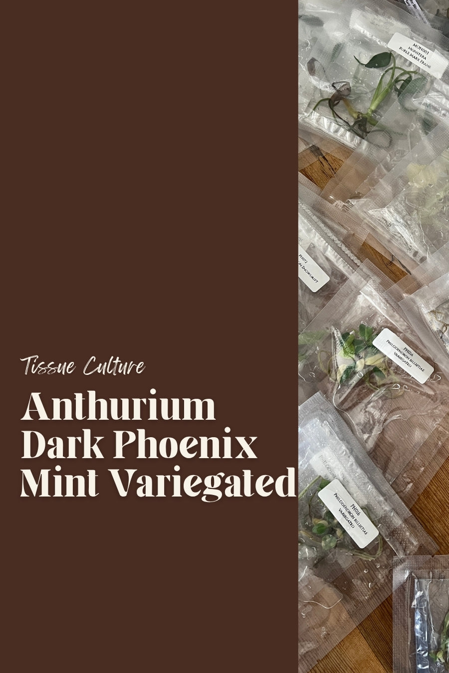 Anthurium Dark Phoenix Mint Variegated