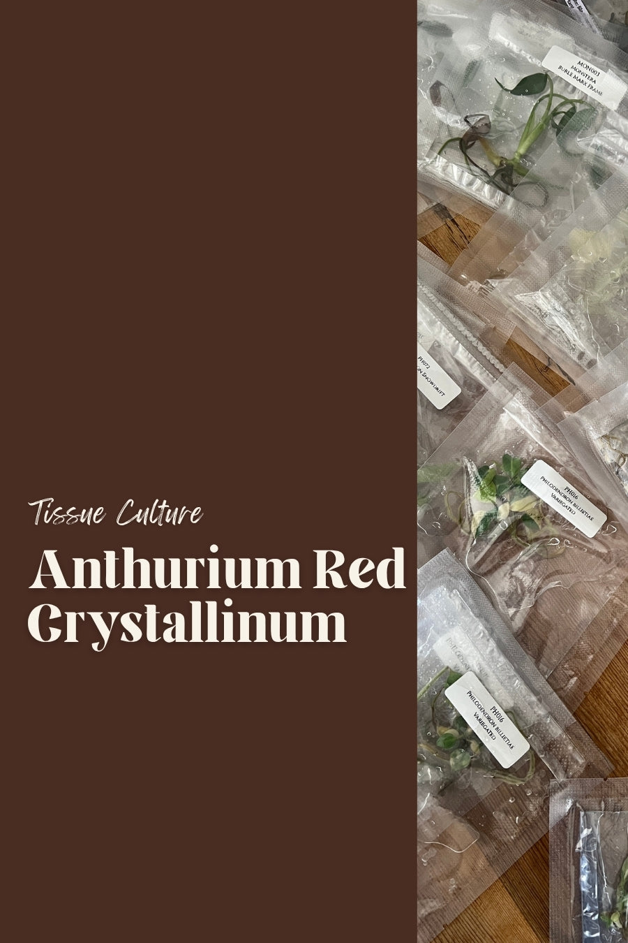 Anthurium Red Crystallinum