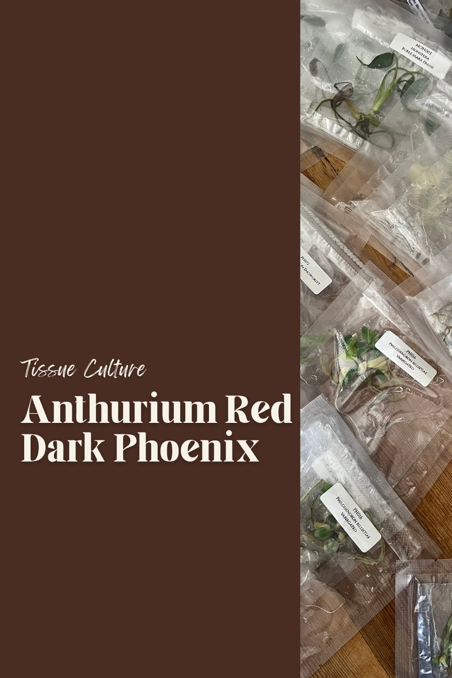 Anthurium Red Dark Phoenix
