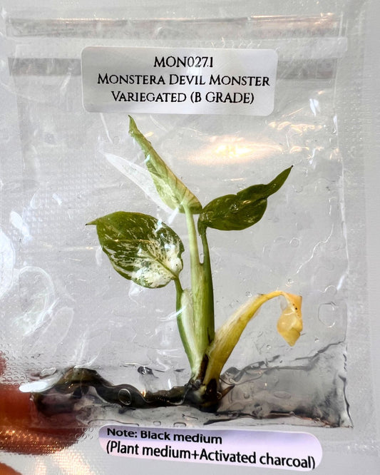 [Stock / Free Shipping] Monstera Devil (1 plant/bag) / Tissue Culture