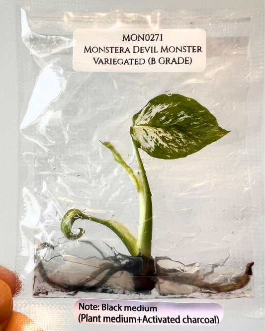 [Stock / Free Shipping] Monstera Devil (1 plant/bag) / Tissue Culture