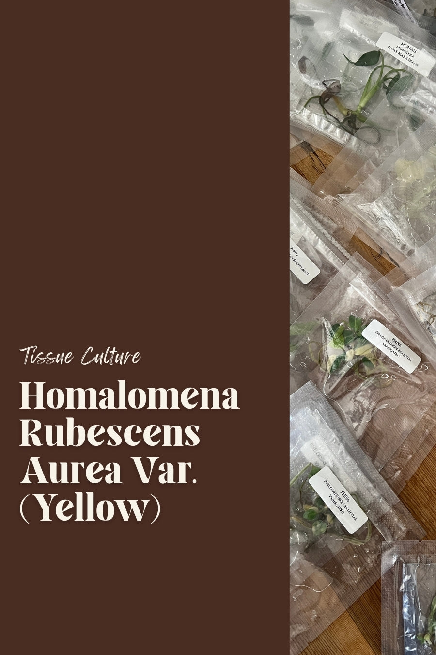 Homalomena Rubescens Aurea Var. (Yellow)