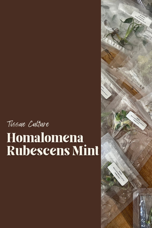 Homalomena Rubescens Mint