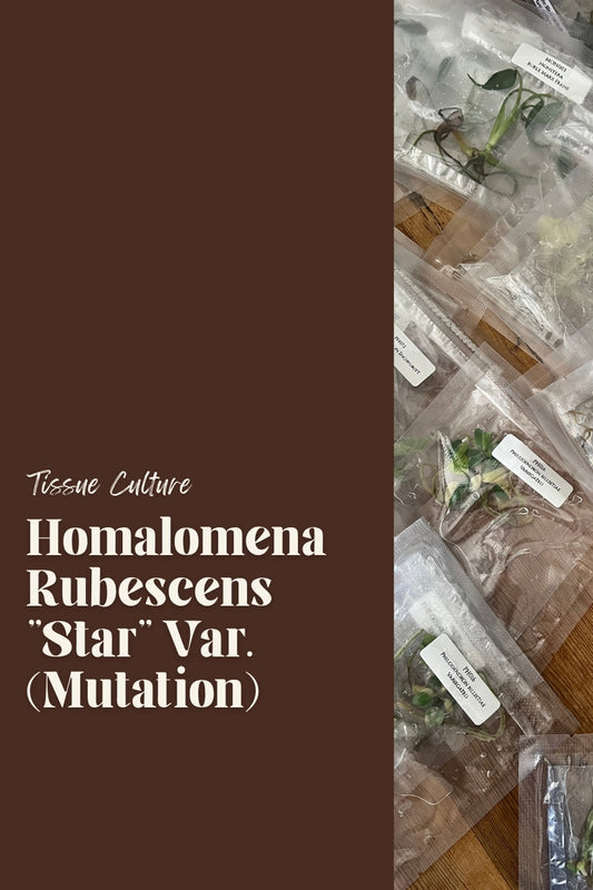 Homalomena Rubescens "Star" Var. (Mutation)