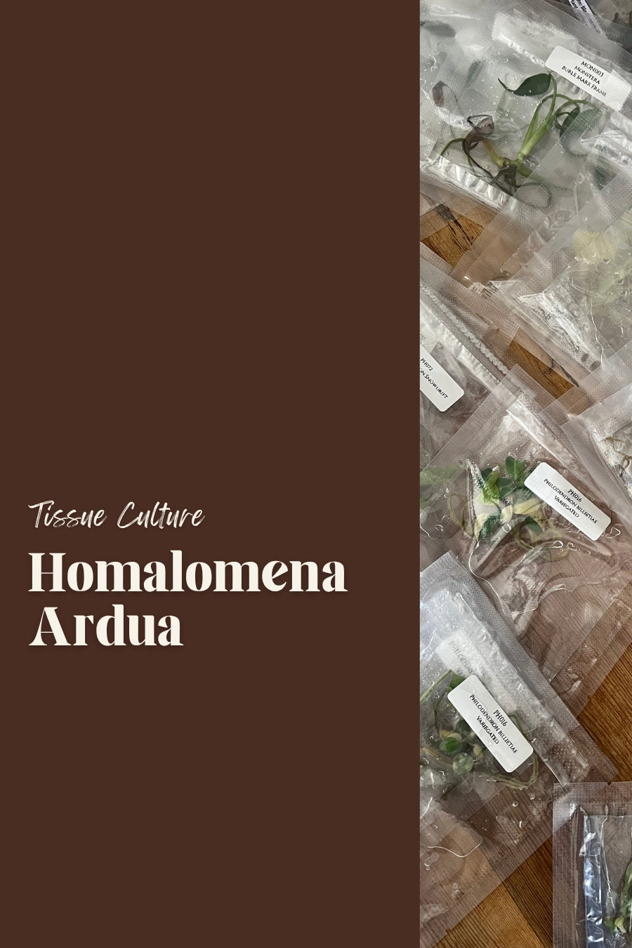 Homalomena Ardua
