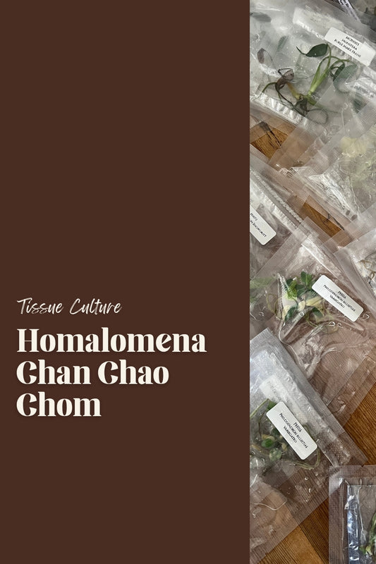 Homalomena Chan Chao Chom