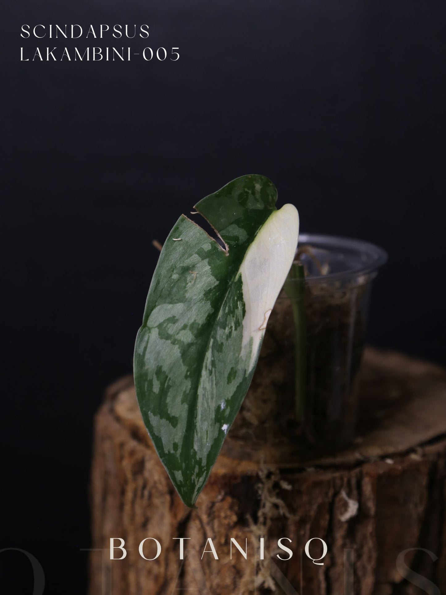 Second chance | Scindapsus Lakambini Cutting 005