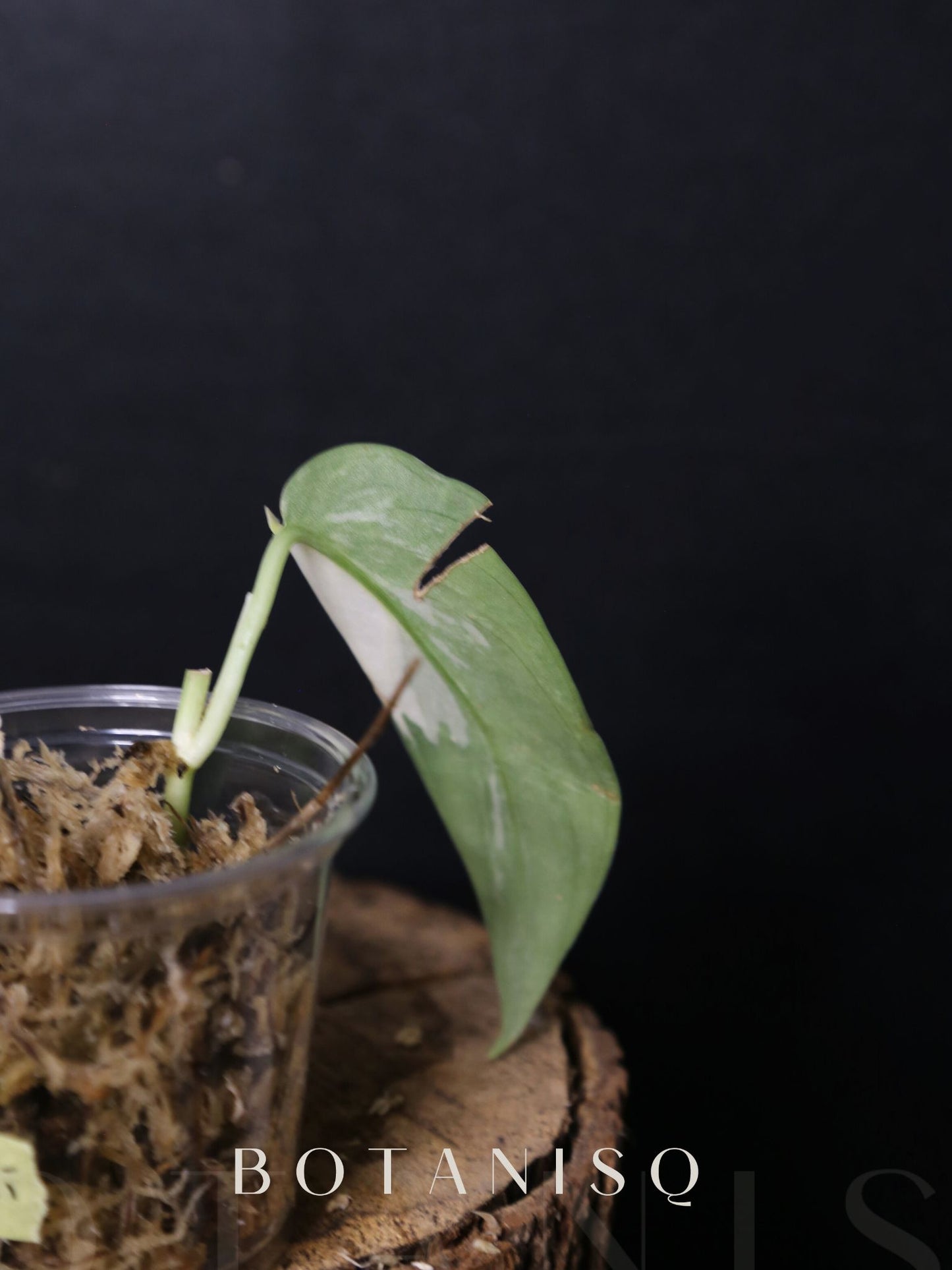 Second chance | Scindapsus Lakambini Cutting 005