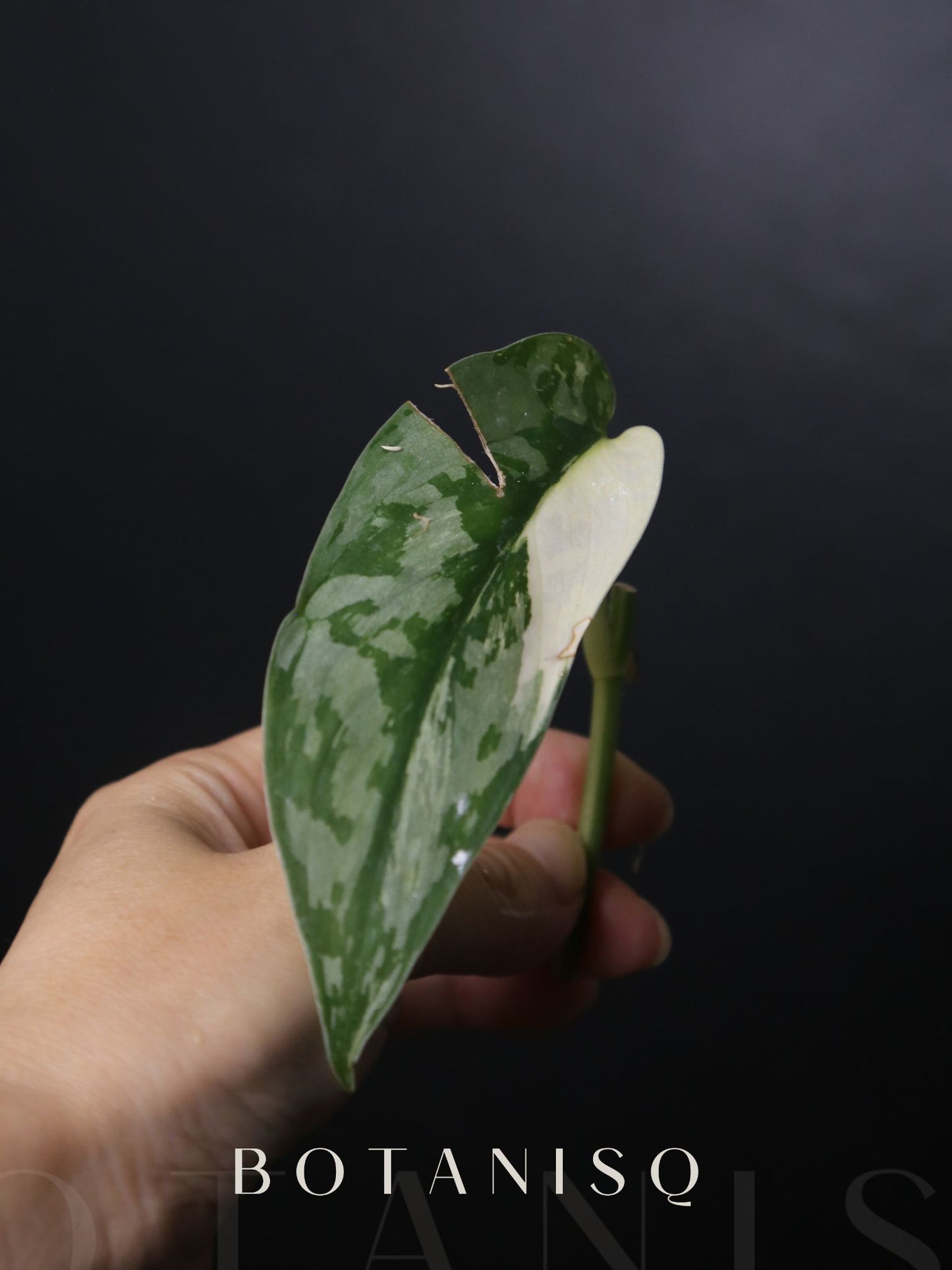 Second chance | Scindapsus Lakambini Cutting 005