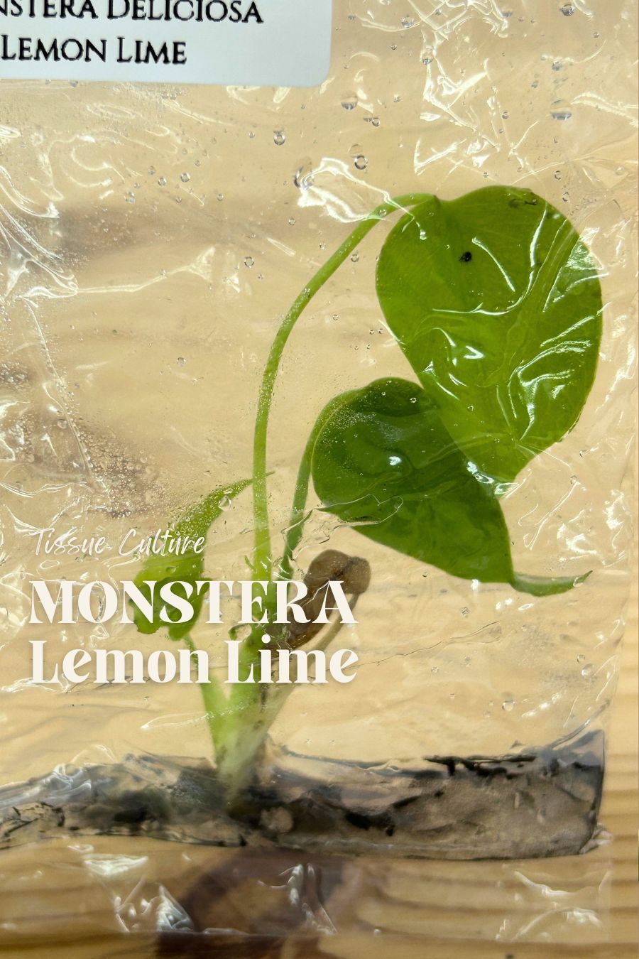 [Pre-Order / Free Shipping] MONSTERA Lemon Lime Tissue Culture (1 PLANT/BAG)