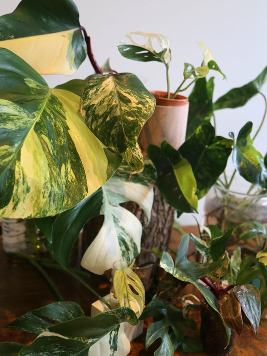 Rare Variegated Aroid 3 Cuttings Mix | Collector Mystery Box - Monstera Variegated included