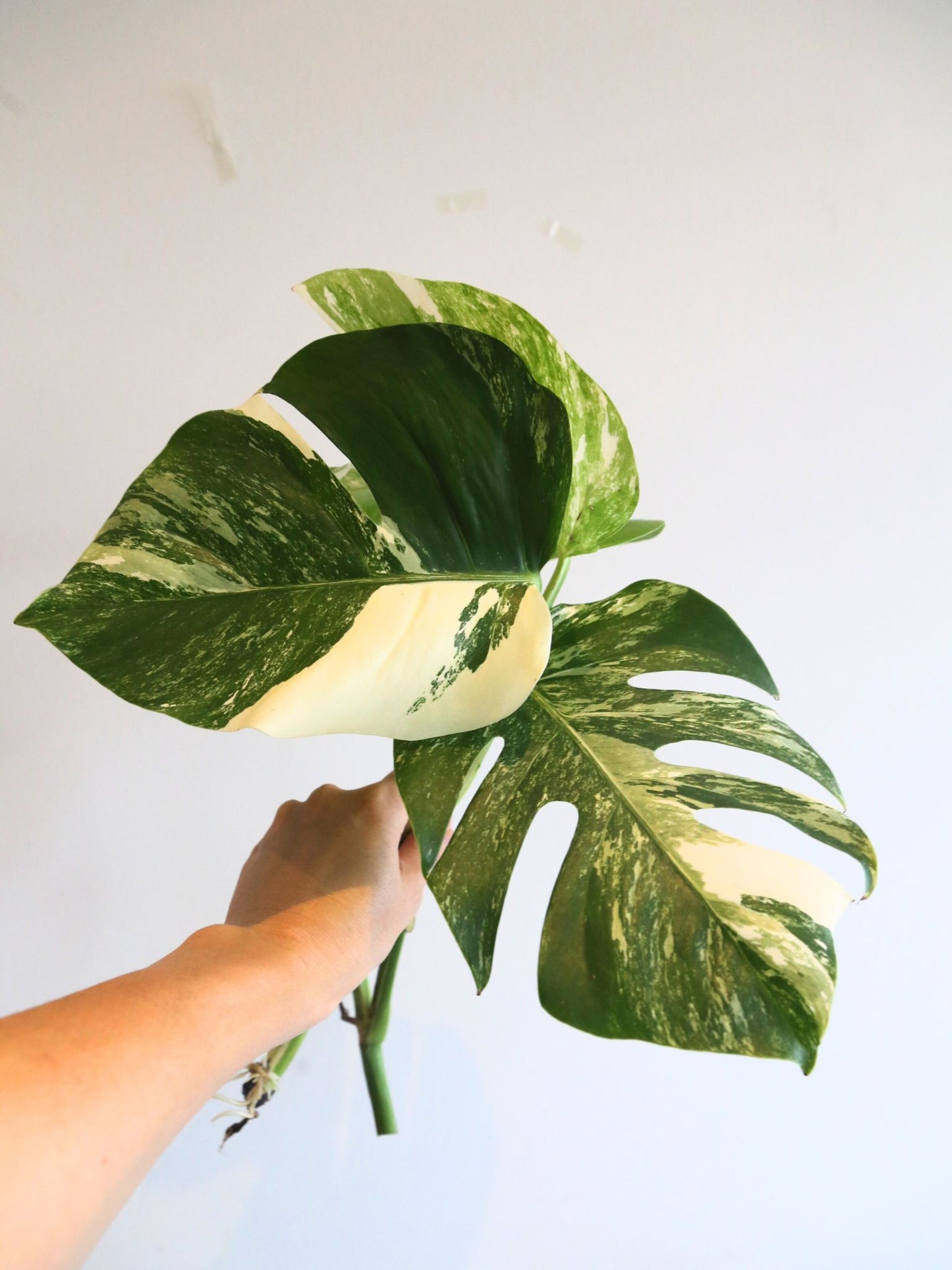Rare Variegated Aroid 3 Cuttings Mix | Collector Mystery Box - Monstera Variegated included