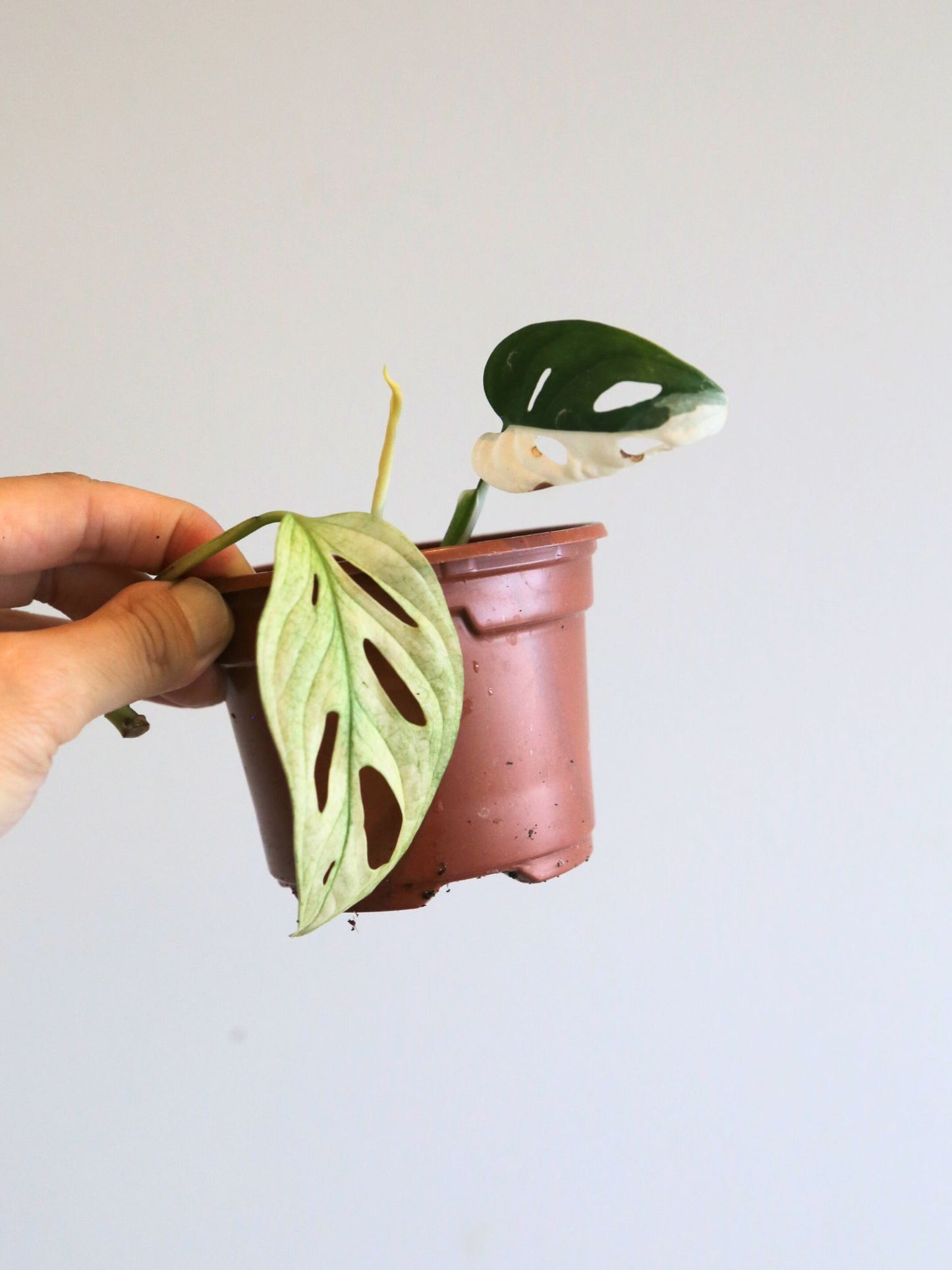 Rare Variegated Aroid 3 Cuttings Mix | Collector Mystery Box - Monstera Variegated included