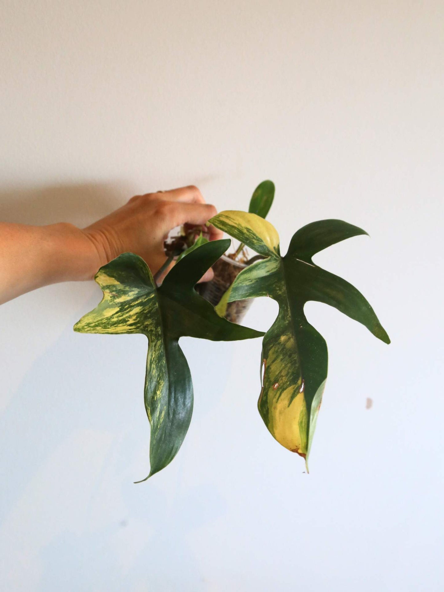 Rare Variegated Aroid 3 Cuttings Mix | Collector Mystery Box - Monstera Variegated included