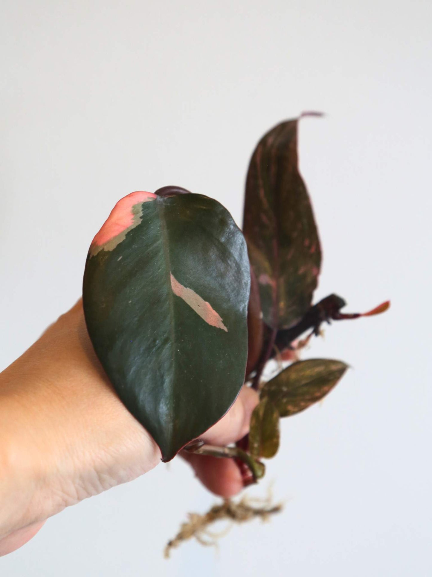 Rare Variegated Aroid 3 Cuttings Mix | Collector Mystery Box - Monstera Variegated included