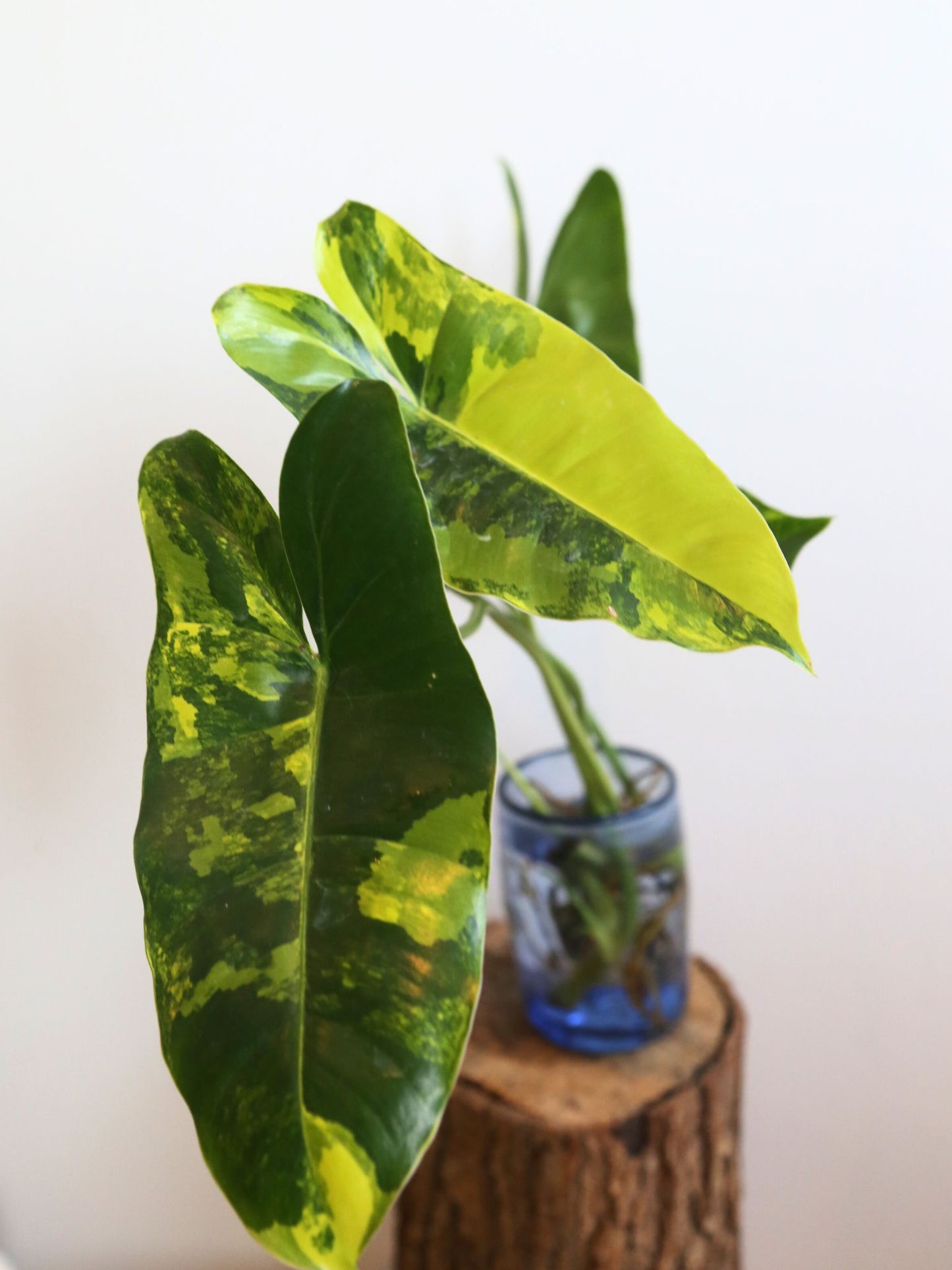 Rare Variegated Aroid 3 Cuttings Mix | Collector Mystery Box - Monstera Variegated included