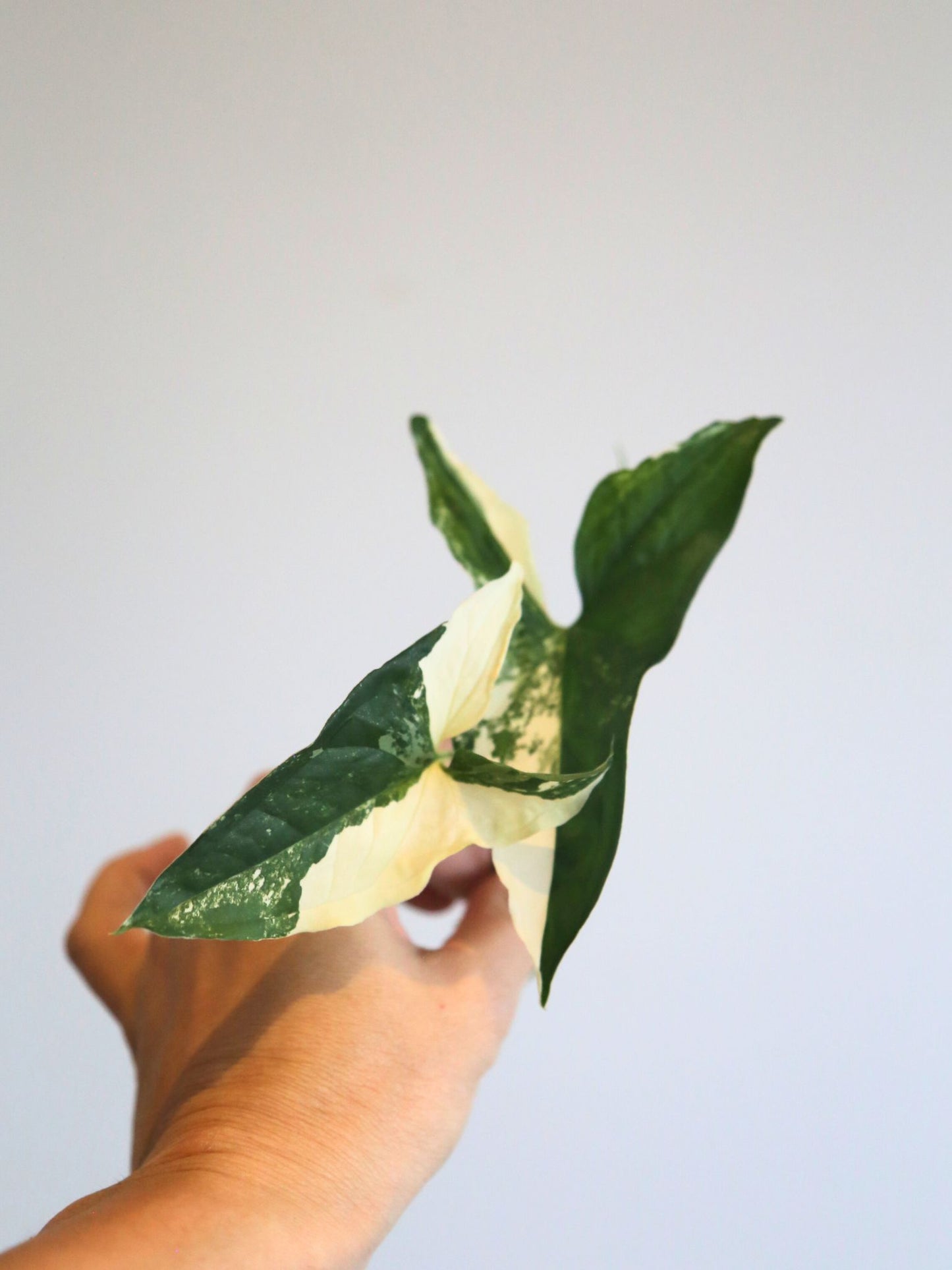 Rare Variegated Aroid 3 Cuttings Mix | Collector Mystery Box - Monstera Variegated included