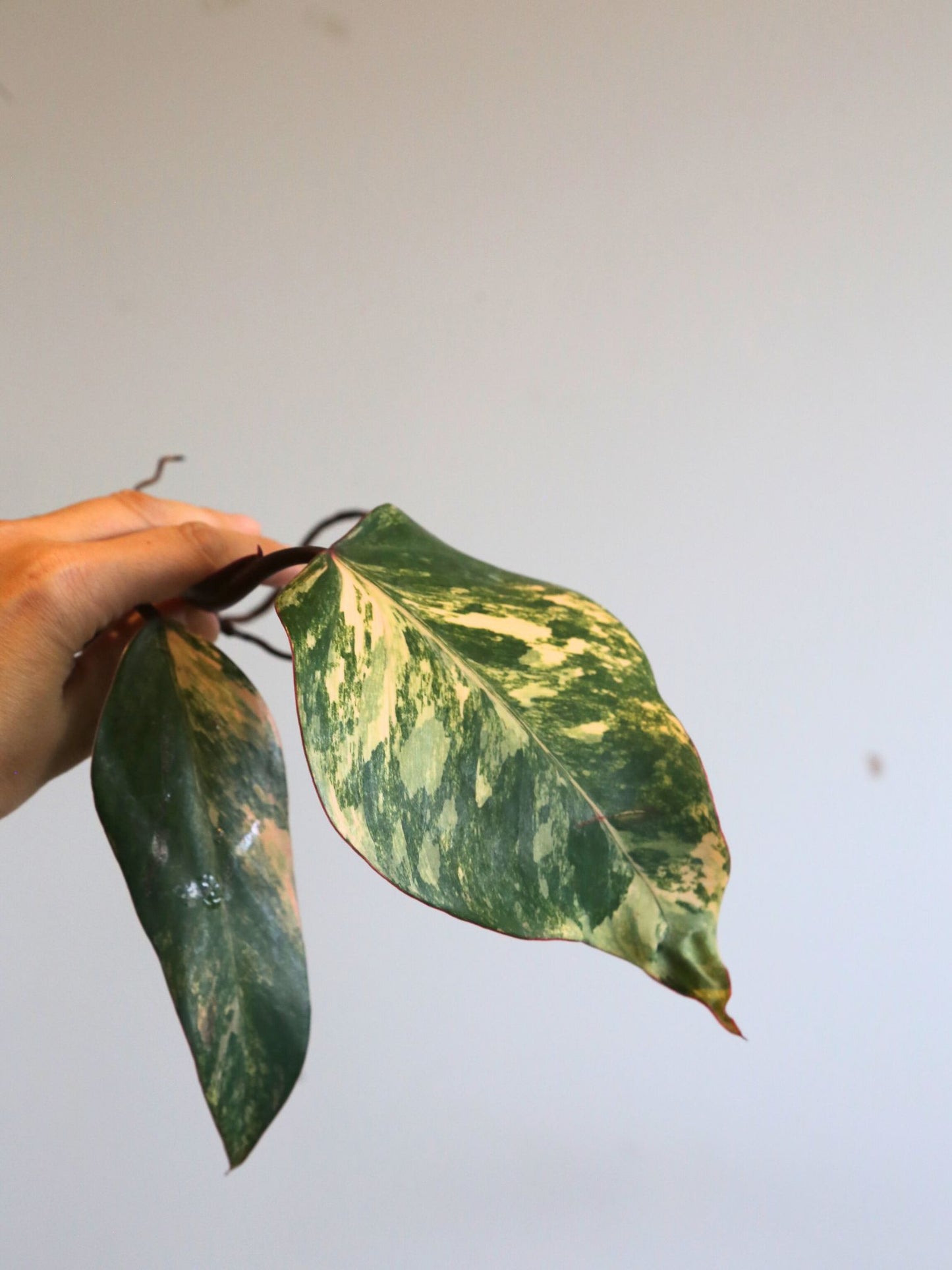 Rare Variegated Aroid 3 Cuttings Mix | Collector Mystery Box - Monstera Variegated included