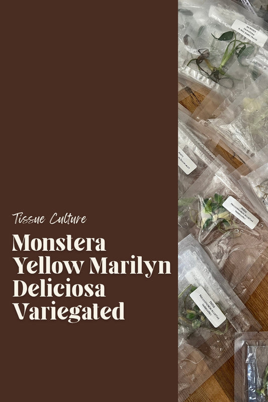 Monstera Yellow Marilyn Deliciosa Variegated