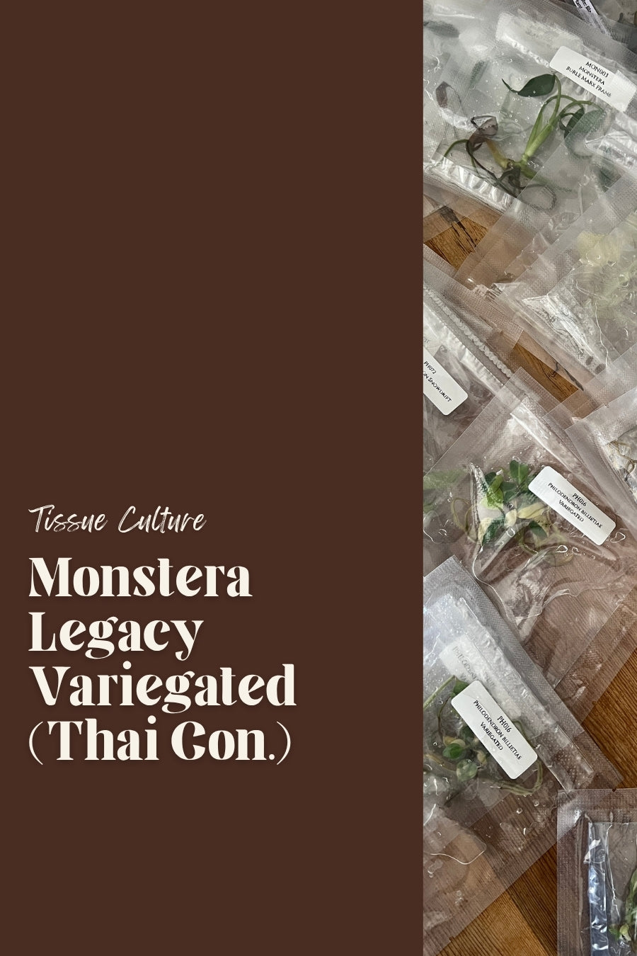Monstera Legacy Variegated (Thai Con.)