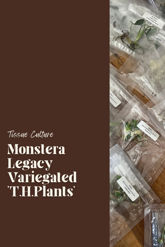 Monstera Legacy Variegated 'T.H.Plants'
