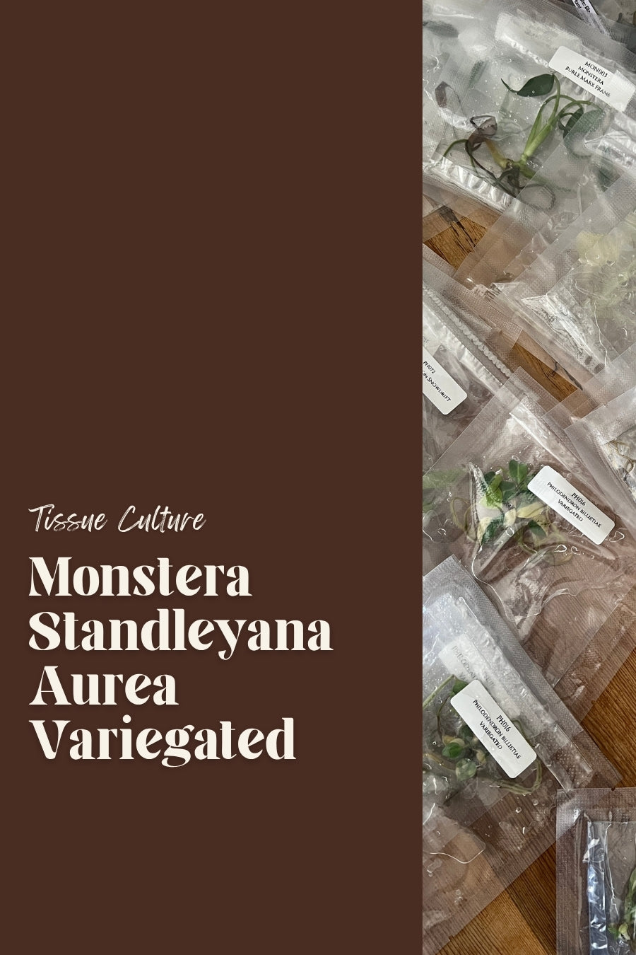 Monstera Standleyana Aurea Variegated