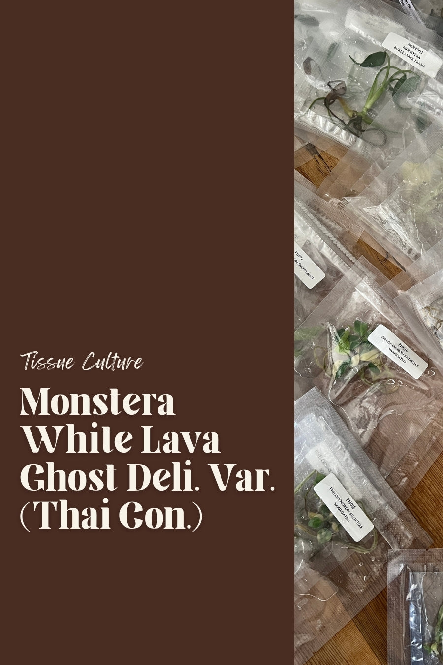 Monstera White Lava Ghost Deli. Var. (Thai Con.)