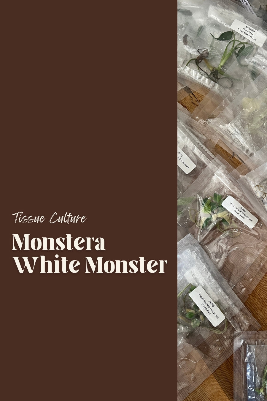 Monstera White Monster